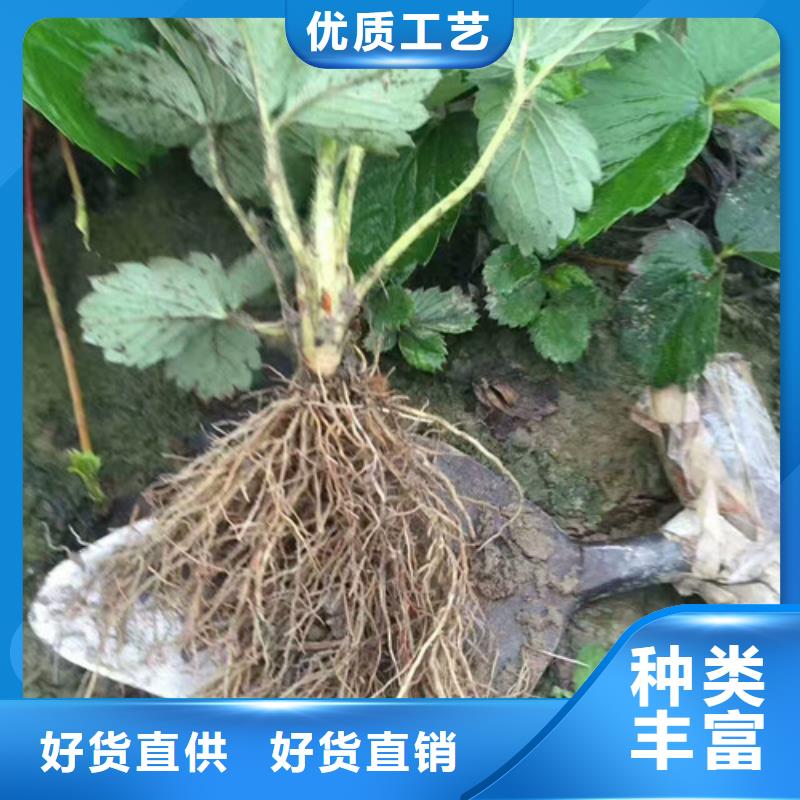 哪里出售妙香草莓苗，妙香草莓苗种植地区