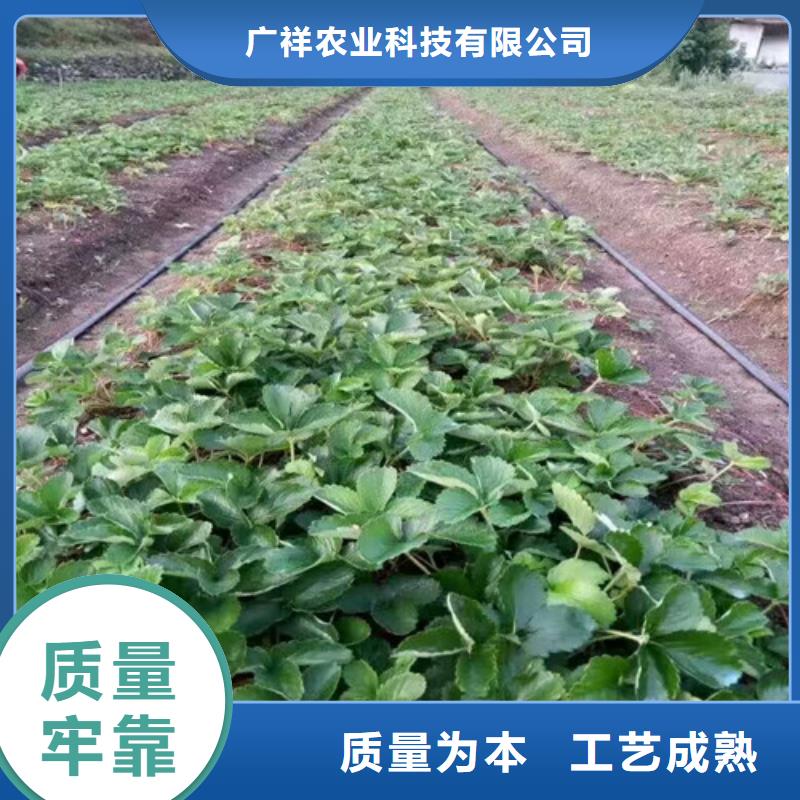 草莓苗毛蟠桃树苗基地精品选购