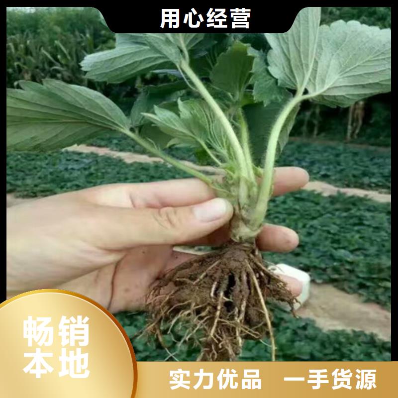 草莓苗葡萄苗基地厂家供应