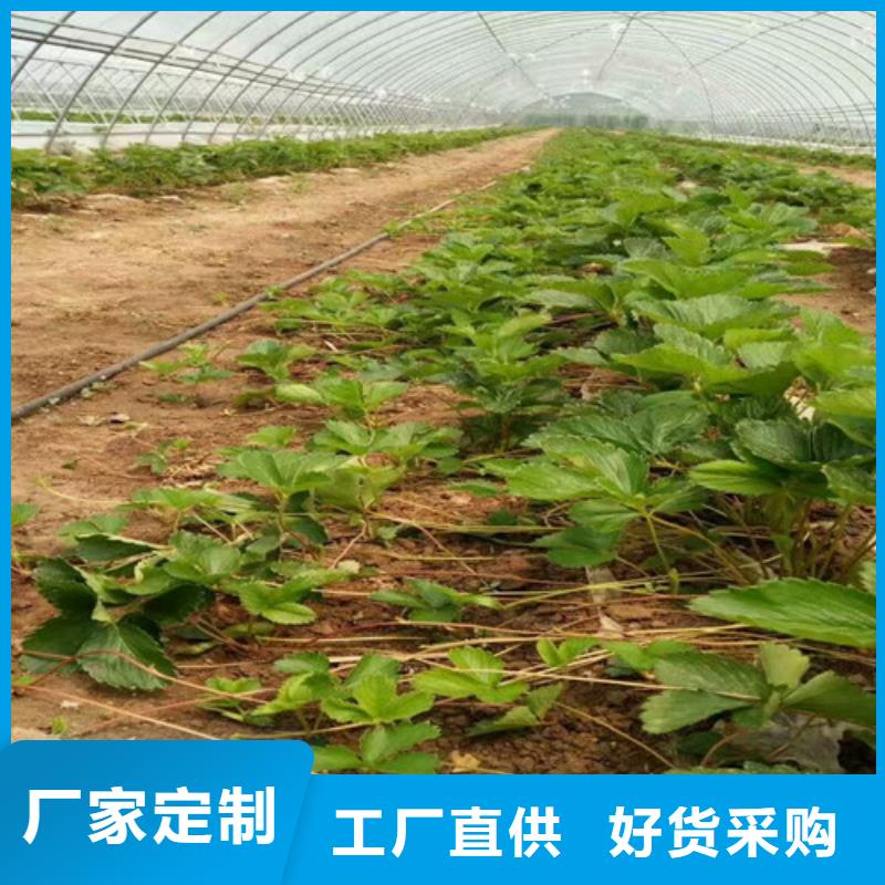 【草莓苗】青苹果树苗0中间商差价