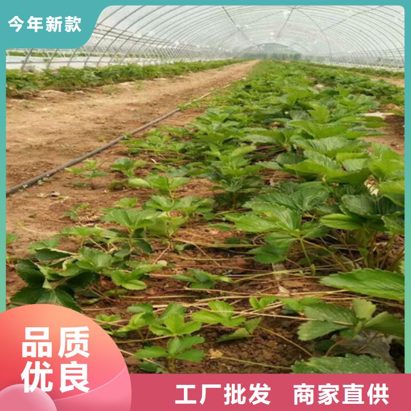 草莓苗草莓苗价格好品质售后无忧