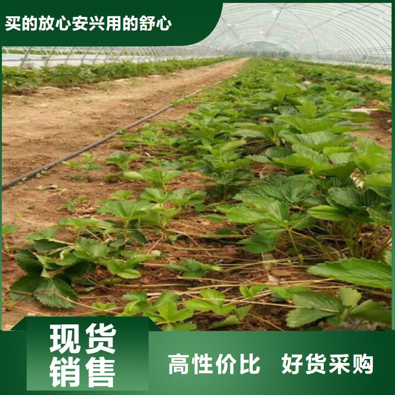 澄迈县红颜草莓苗哪里好
