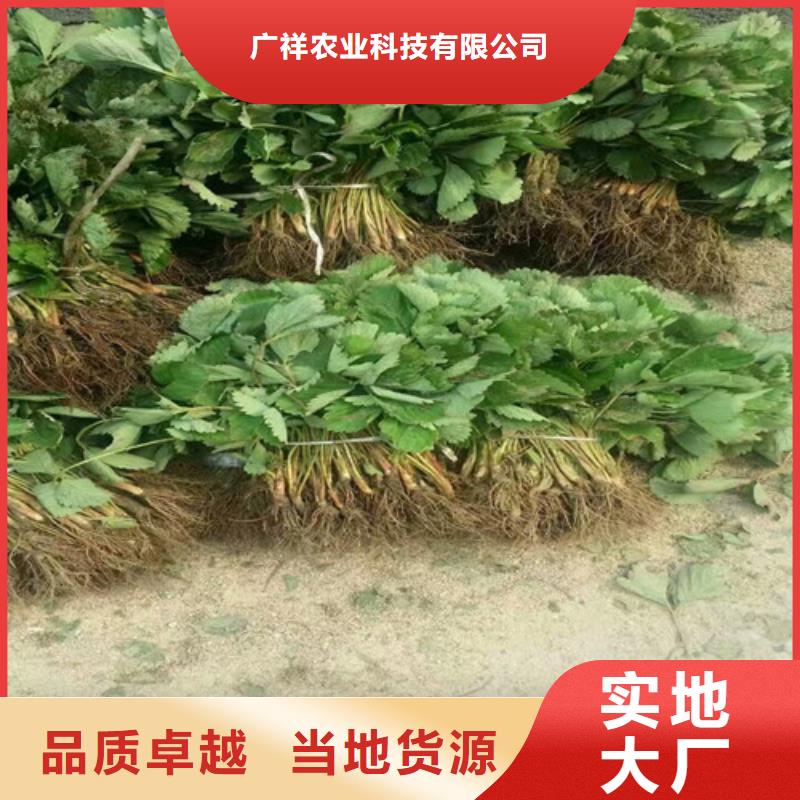 隋珠草莓苗哪里有种植的