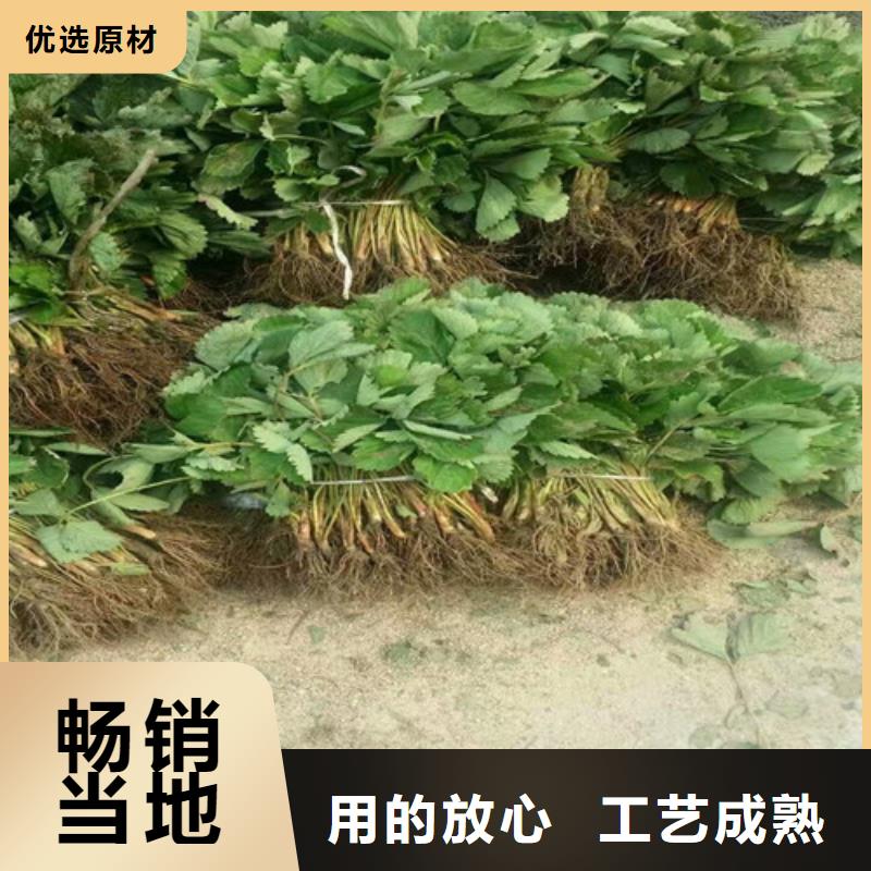 丰香草莓苗价格