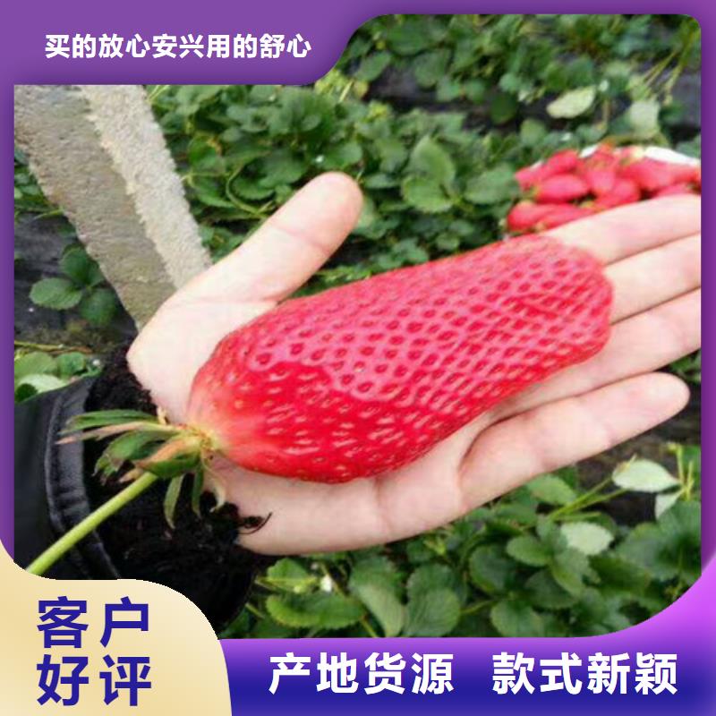 南开我想买妙香7号草莓苗，妙香7号草莓苗便宜价格
