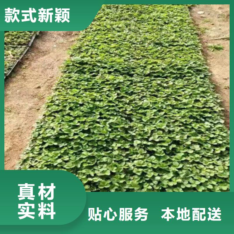 草莓苗黄宝石梨树苗质检合格发货