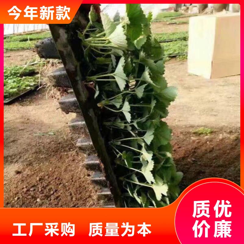 草莓苗樱桃苗基地当地厂家值得信赖