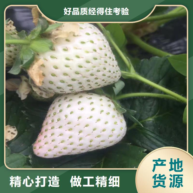 草莓苗红油香椿树苗厂家大量现货