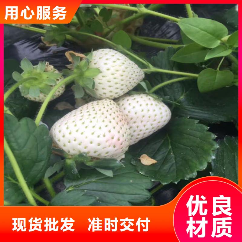 草莓苗-草莓苗价格48小时发货