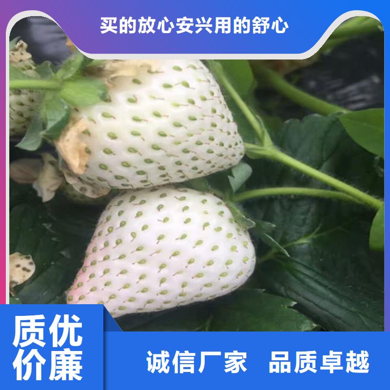 桃熏草莓苗培育基地