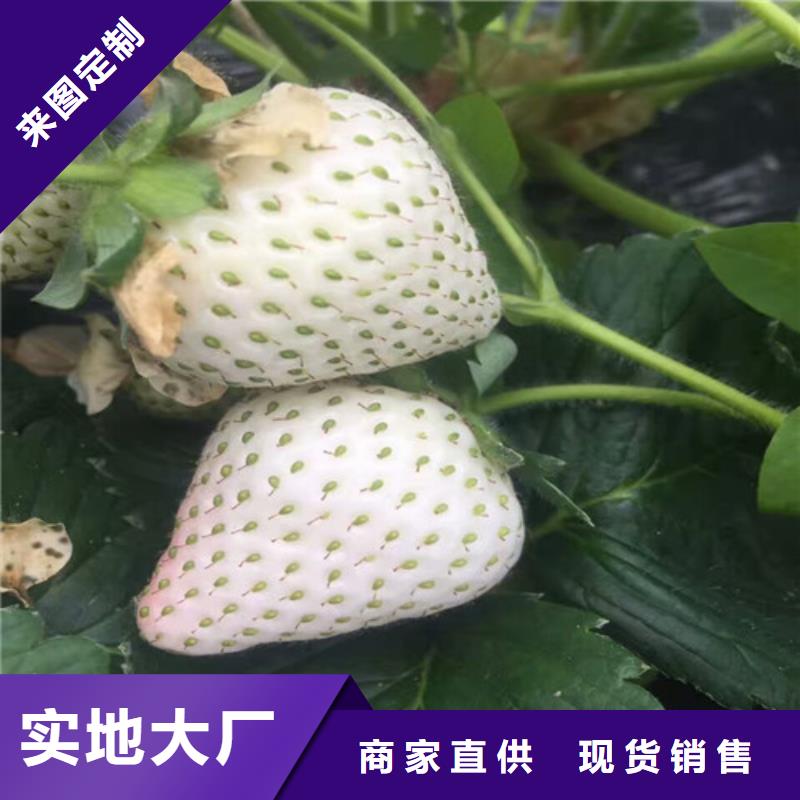 草莓苗草莓苗价格好品质售后无忧