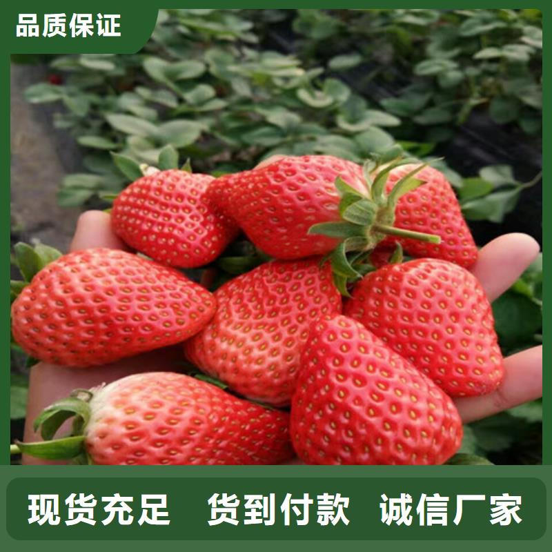草莓苗 西梅树苗应用范围广泛