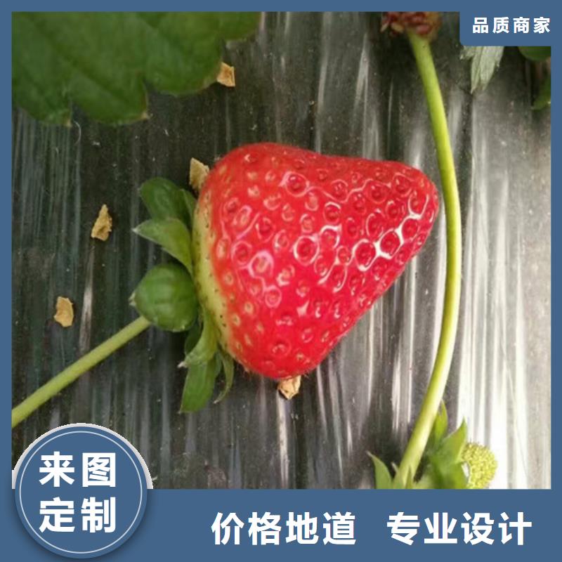 桃熏草莓苗培育基地