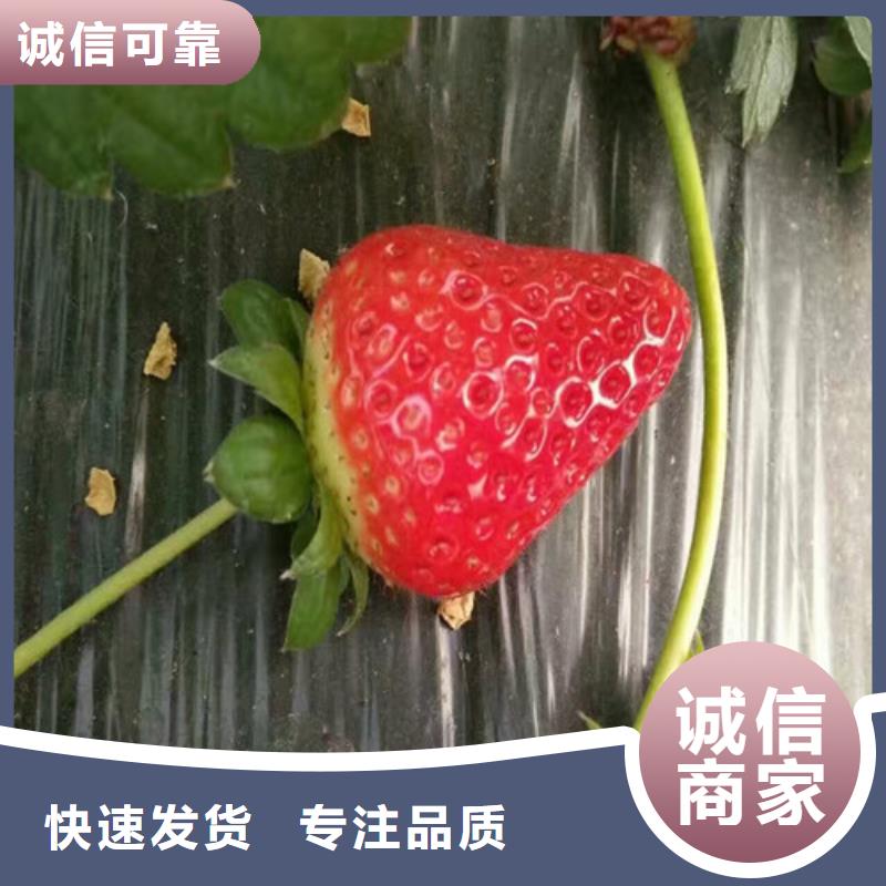 【草莓苗】冬雪蜜桃树苗大厂生产品质