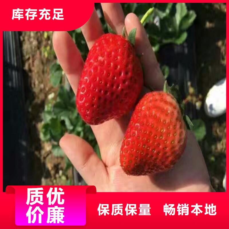 澄迈县红颜草莓苗哪里好