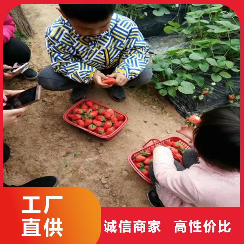 草莓苗 柱状梨树苗优质材料厂家直销