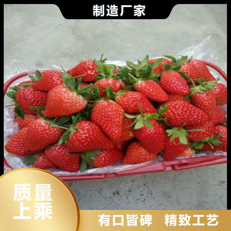 草莓苗红油香椿树苗厂家大量现货
