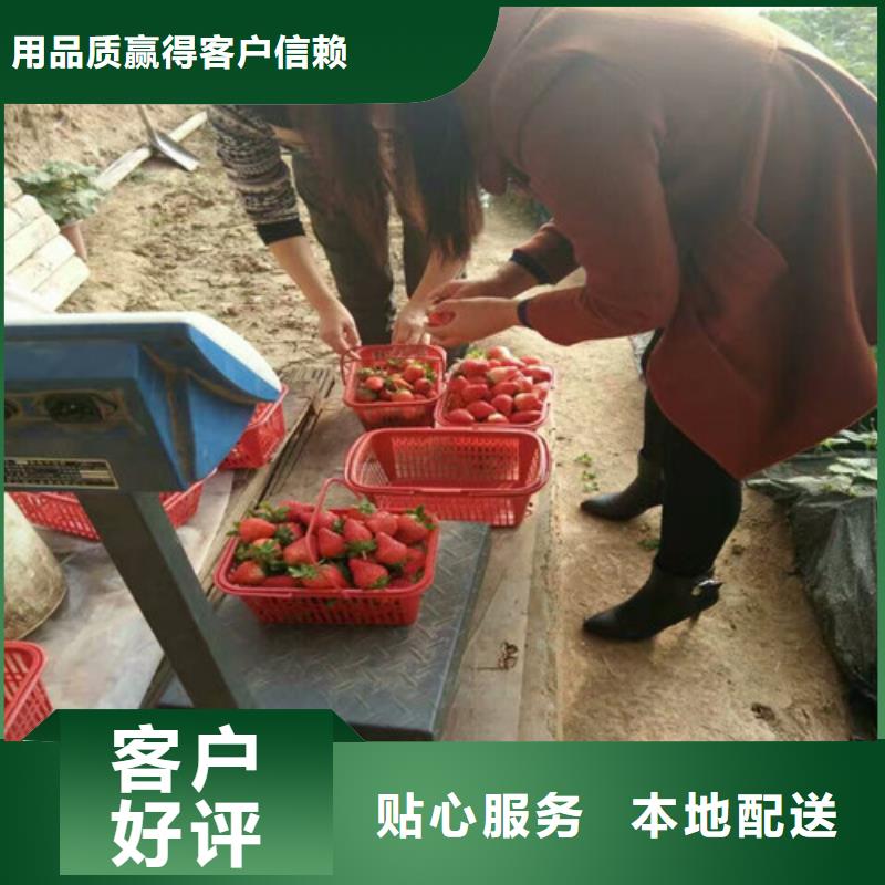 东方市草莓苗品种亩产多少
