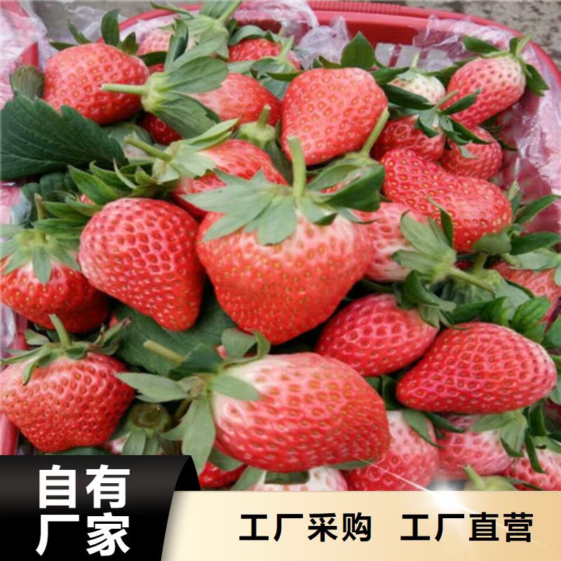 哪里出售妙香草莓苗，妙香草莓苗种植地区