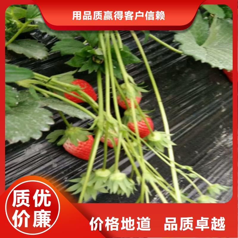 草莓苗毛蟠桃树苗基地精品选购