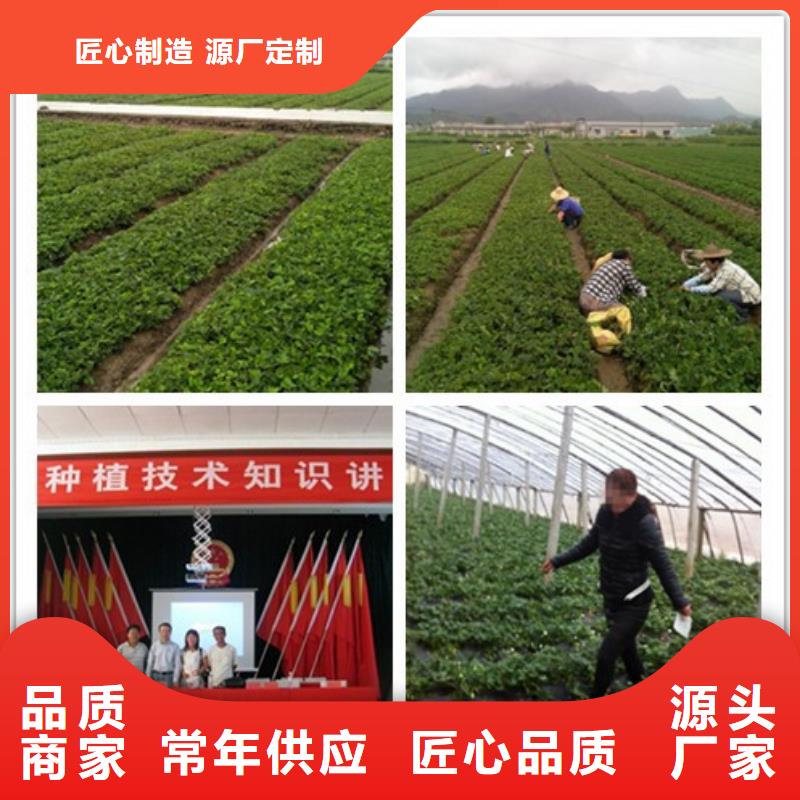 隋珠草莓苗哪里有种植的
