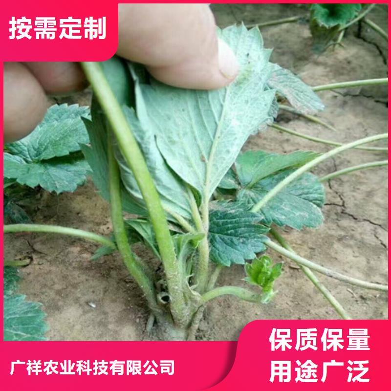 草莓苗蓝宝石葡萄苗优选厂商
