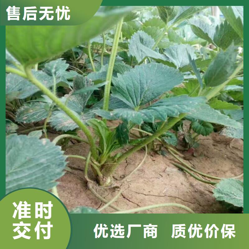 南开我想买妙香7号草莓苗，妙香7号草莓苗便宜价格