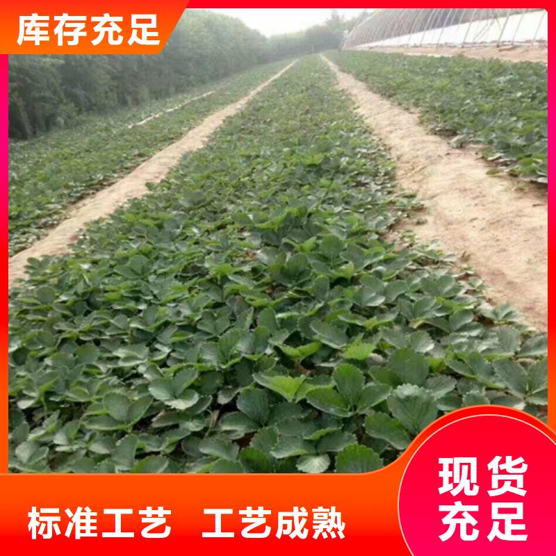 草莓苗 西梅树苗应用范围广泛