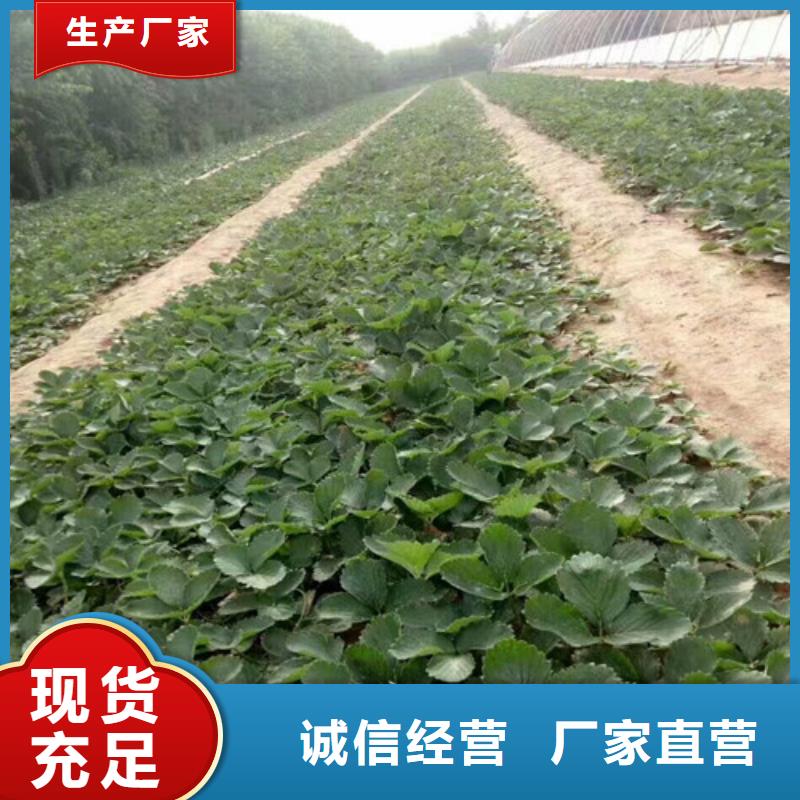 草莓苗毛蟠桃树苗基地精品选购