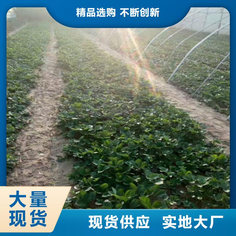 广祥桃树苗基地【草莓苗】 樱桃苗基地诚信厂家k257.com