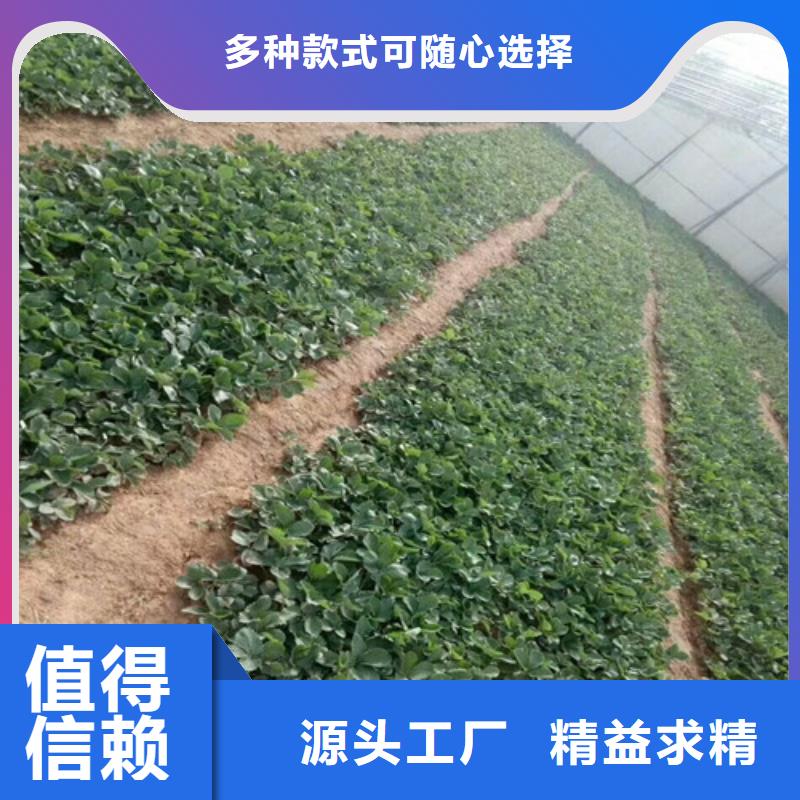 草莓苗-冬雪蜜桃树苗现货齐全售后无忧