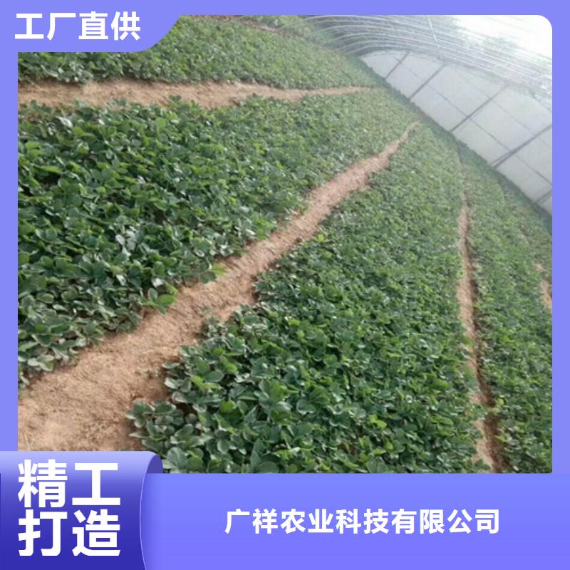草莓苗 西梅树苗应用范围广泛