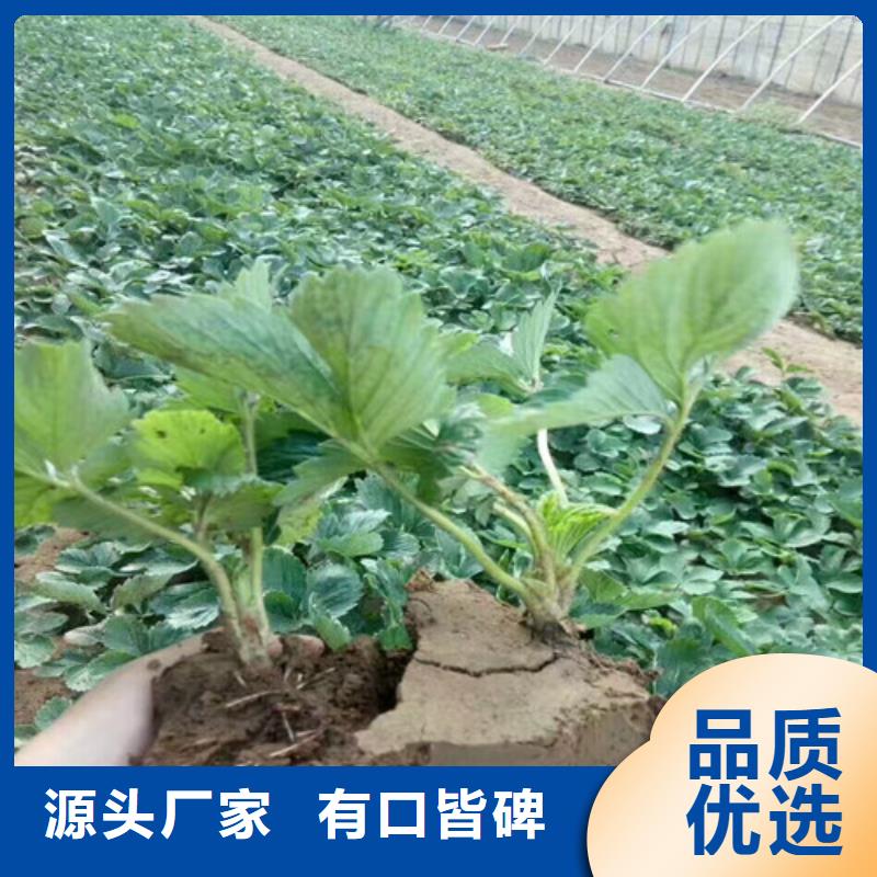 澄迈县红颜草莓苗哪里好