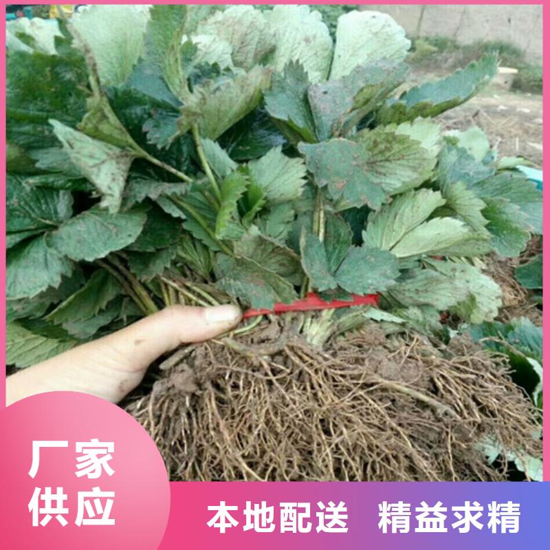草莓苗果树苗批发基地主推产品