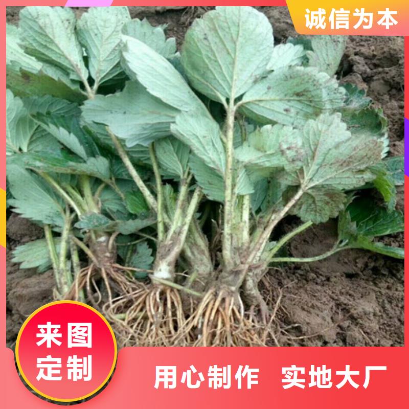 草莓苗 柱状梨树苗优质材料厂家直销