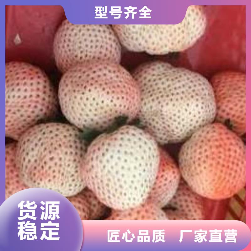 草莓苗蓝宝石葡萄树苗真材实料