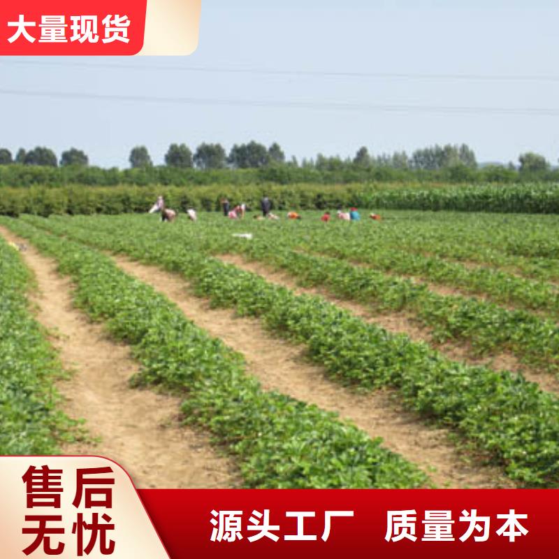 【草莓苗西梅树苗老品牌厂家】