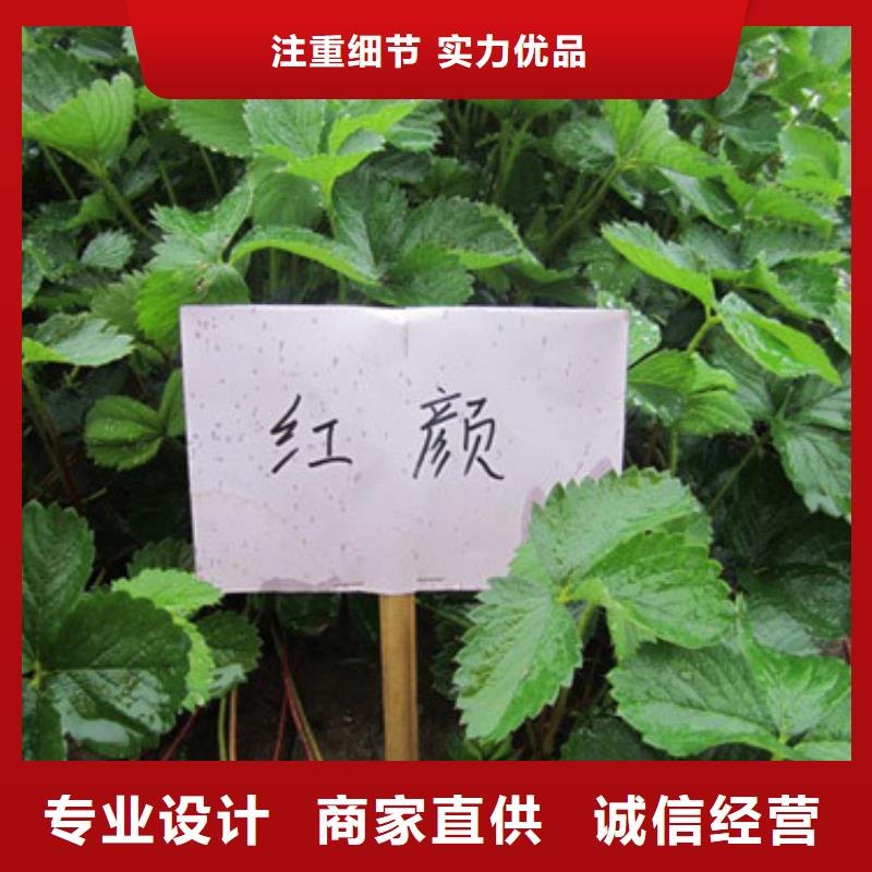 草莓苗蓝宝石葡萄树苗真材实料