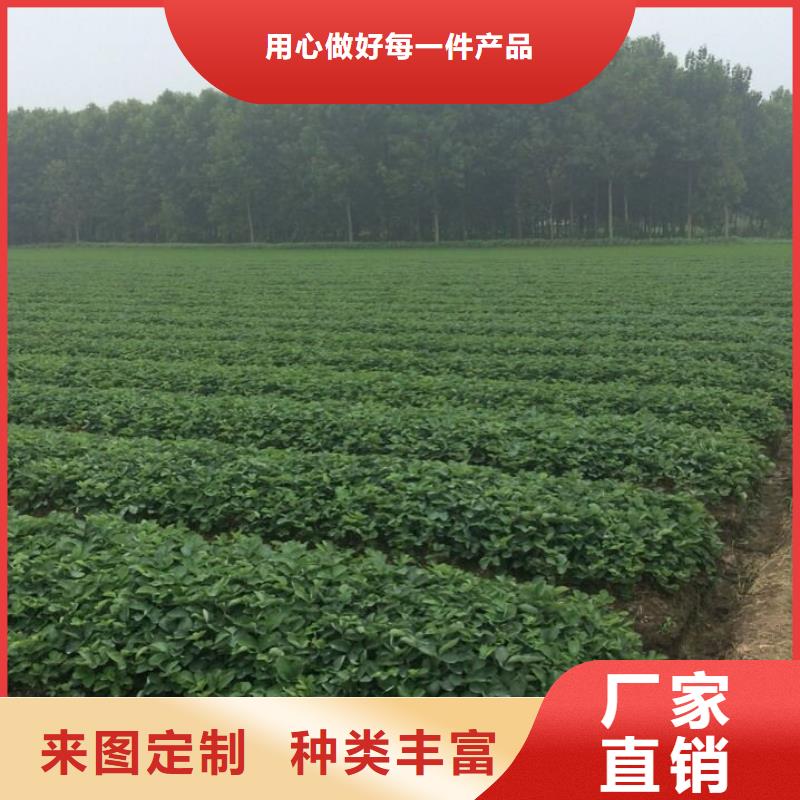 草莓苗樱桃苗基地当地厂家值得信赖