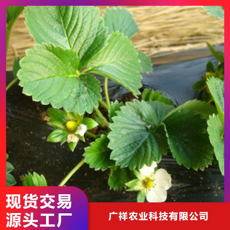草莓苗 柱状梨树苗优质材料厂家直销