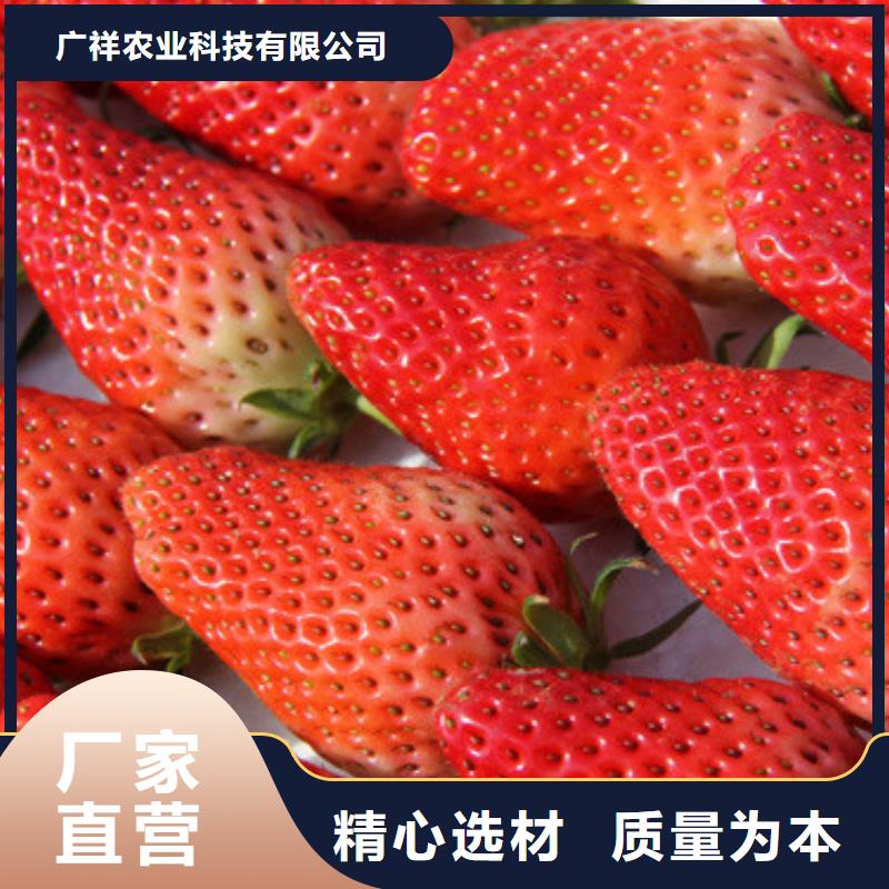 津南四季草莓苗耐储存品种