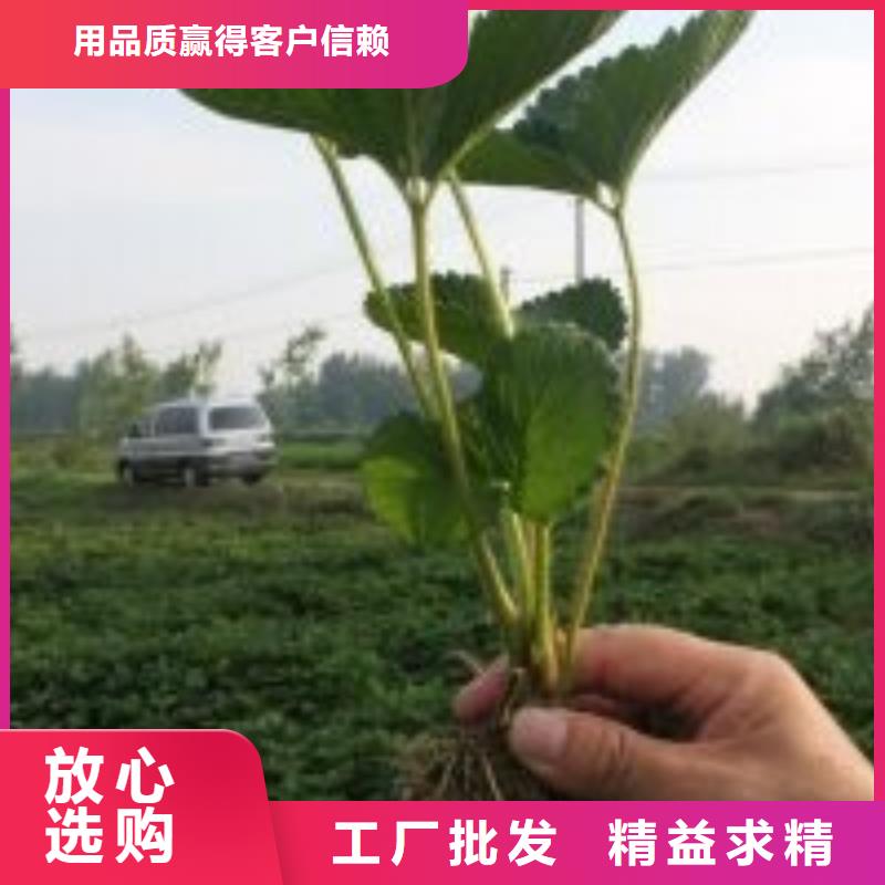 广祥桃树苗基地【草莓苗】 樱桃苗基地诚信厂家k257.com