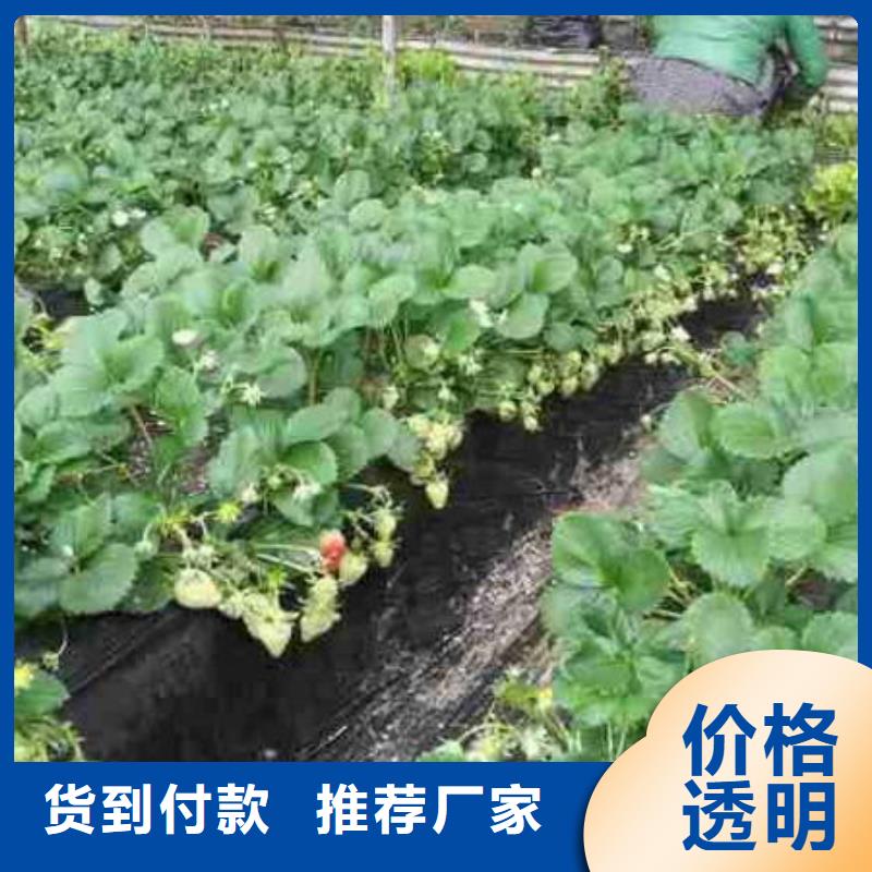 草莓苗【苹果苗】追求细节品质