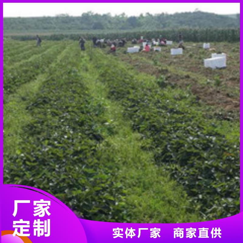 【草莓苗白桃树苗大厂家实力看得见】