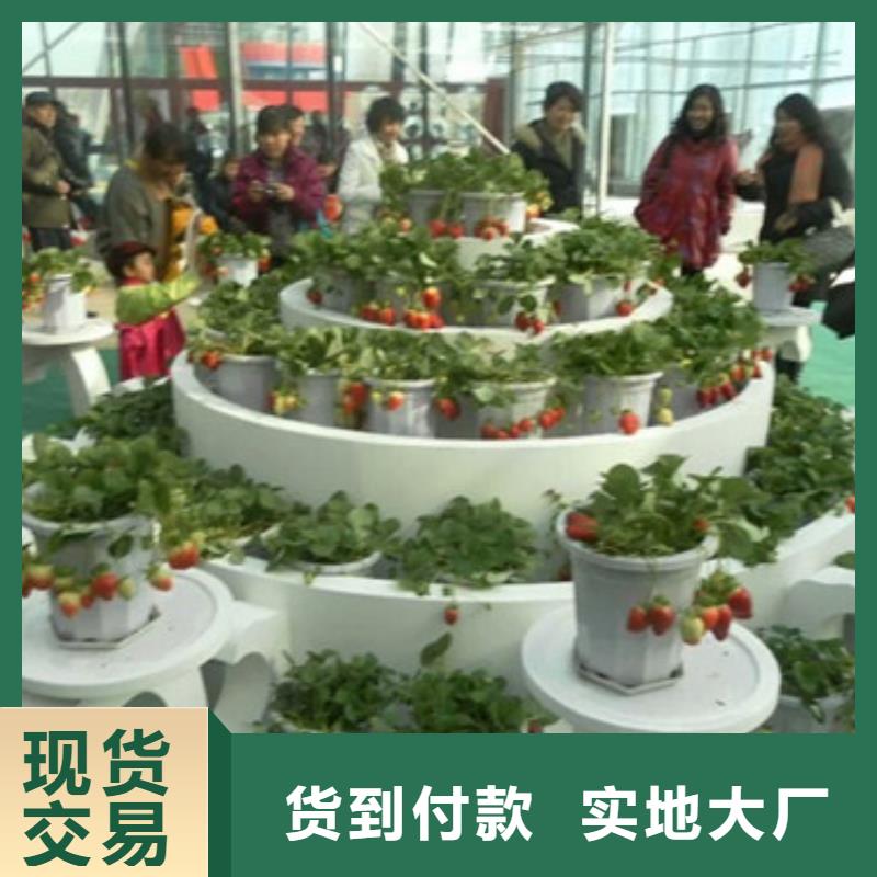 草莓苗蓝宝石葡萄苗优选厂商