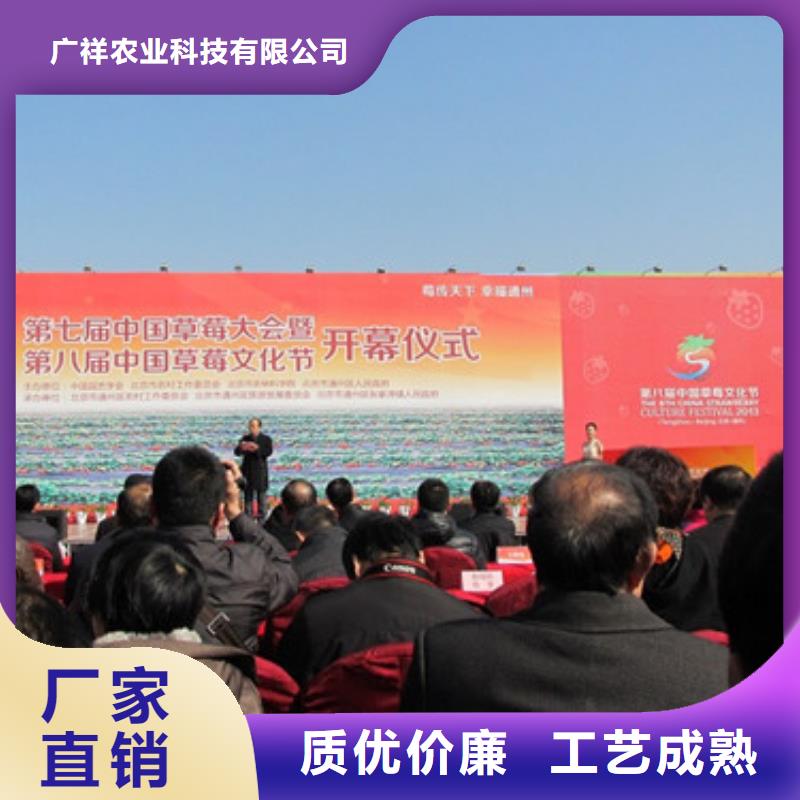 广祥桃树苗基地【草莓苗】 樱桃苗基地诚信厂家k257.com