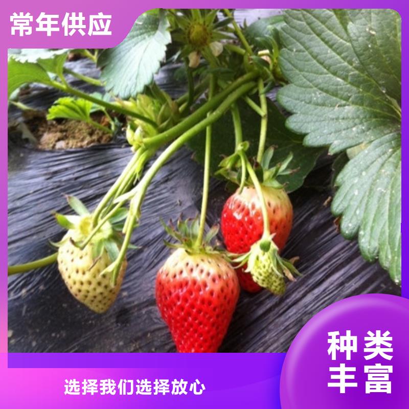 草莓苗苹果苗种类丰富