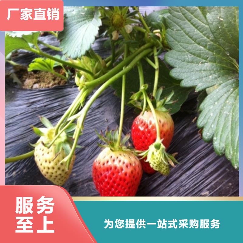 草莓苗果树苗批发基地主推产品