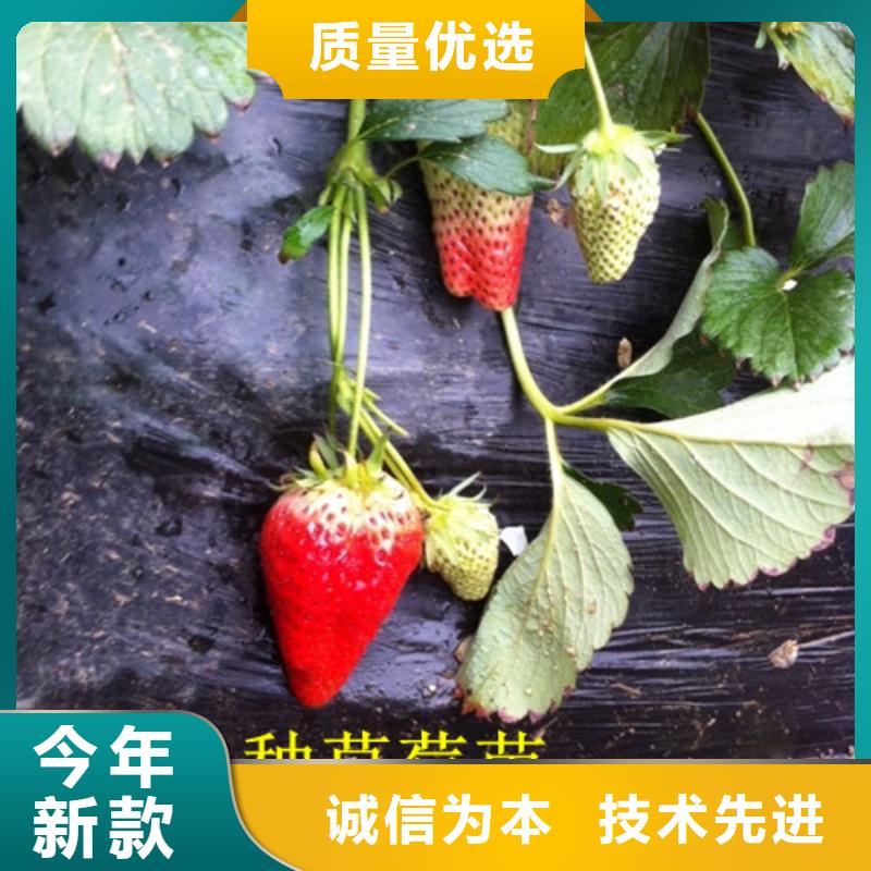 红桥哪里供应四季草莓苗，四季草莓苗品种齐全