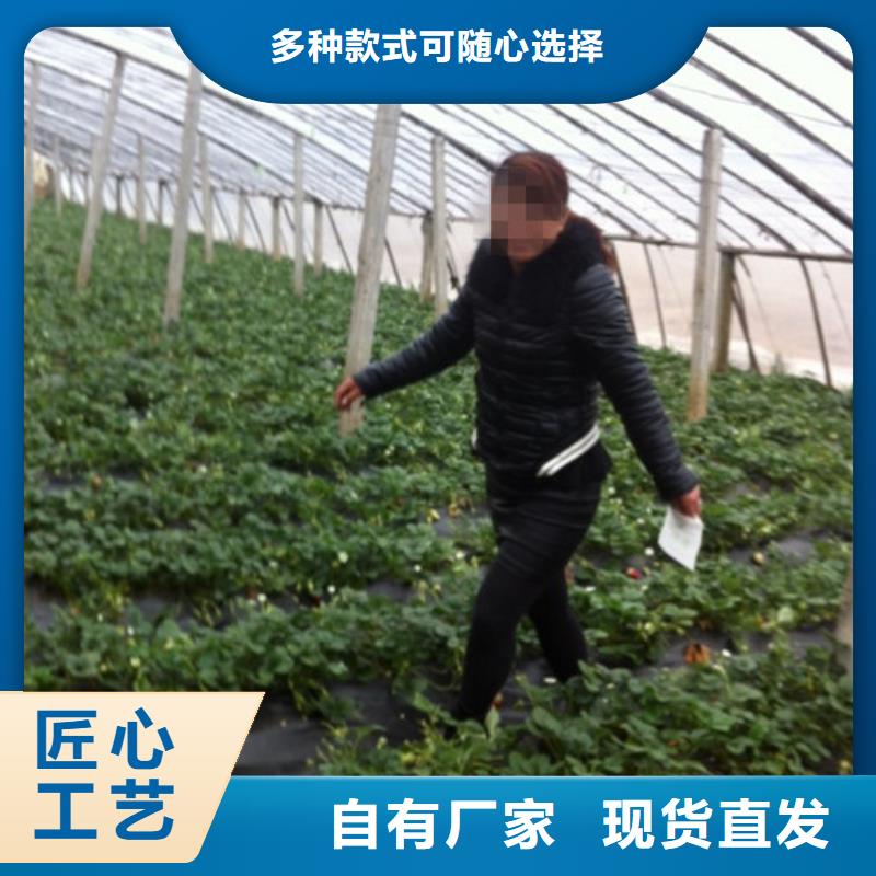 草莓苗苹果苗种类丰富
